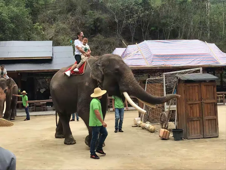 九州娱乐-云南野象主场告捷，实力不容小视的简单介绍