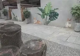 包含灵石美丽乡村主场惨败，遭遇低潮的词条
